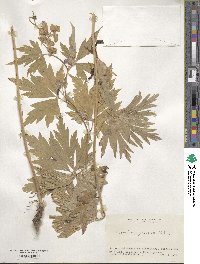 Aconitum sachalinense subsp. yezoense image