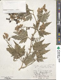 Aconitum sachalinense image