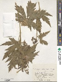 Aconitum sachalinense image