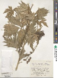 Aconitum sachalinense image