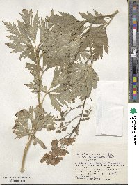 Aconitum sachalinense image