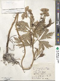 Aconitum sachalinense image