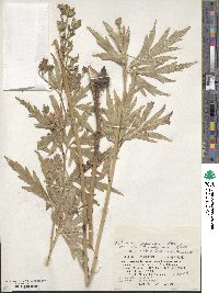 Aconitum sachalinense image