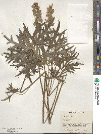 Image of Aconitum anthora