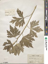 Aconitum carmichaeli image