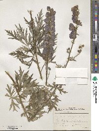 Aconitum napellus image