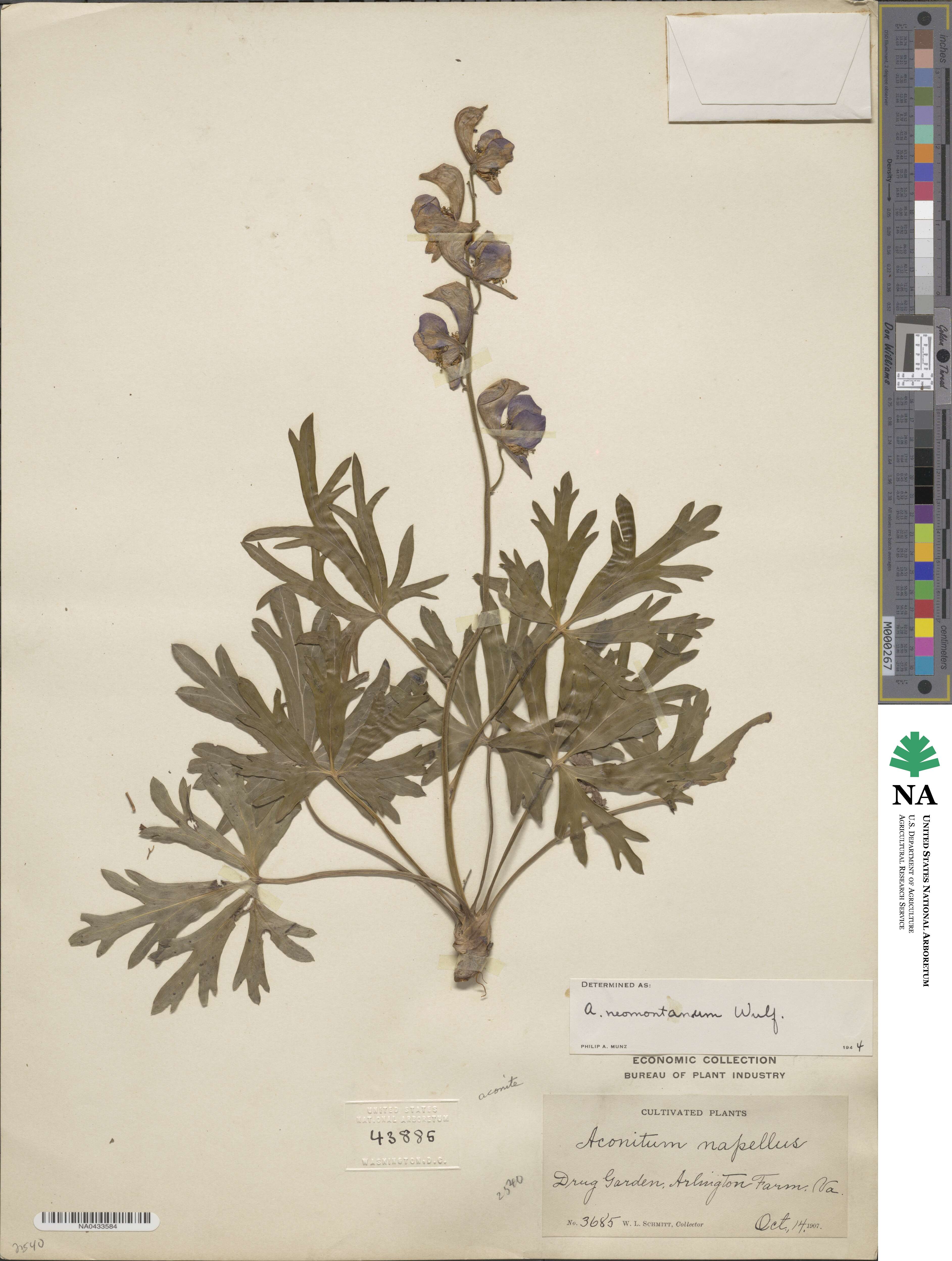 Aconitum neomontanum image