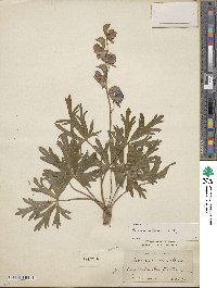 Image of Aconitum neomontanum