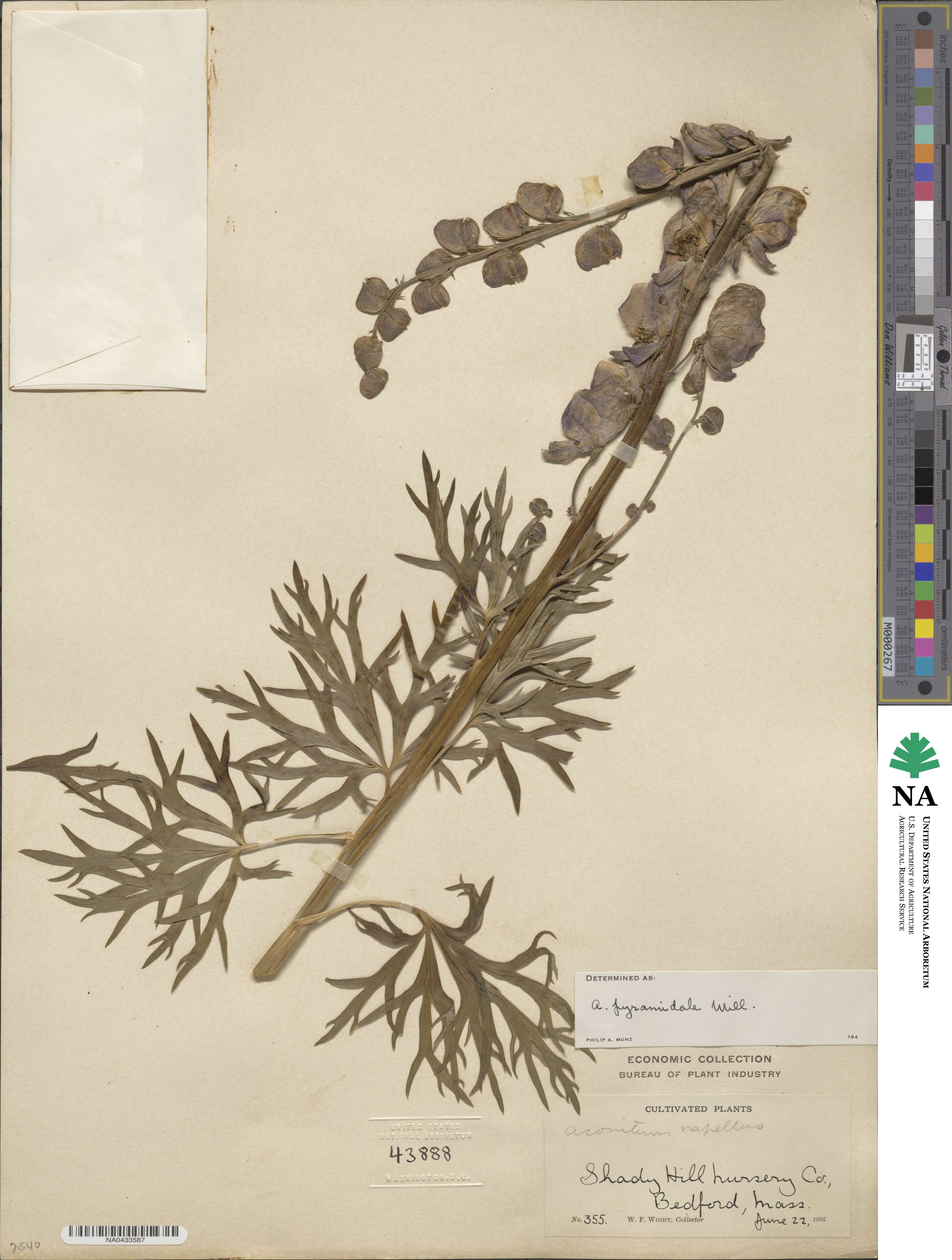 Aconitum napellus subsp. napellus image