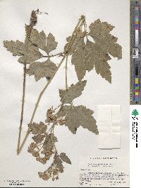 Aconitum kusnezoffii image