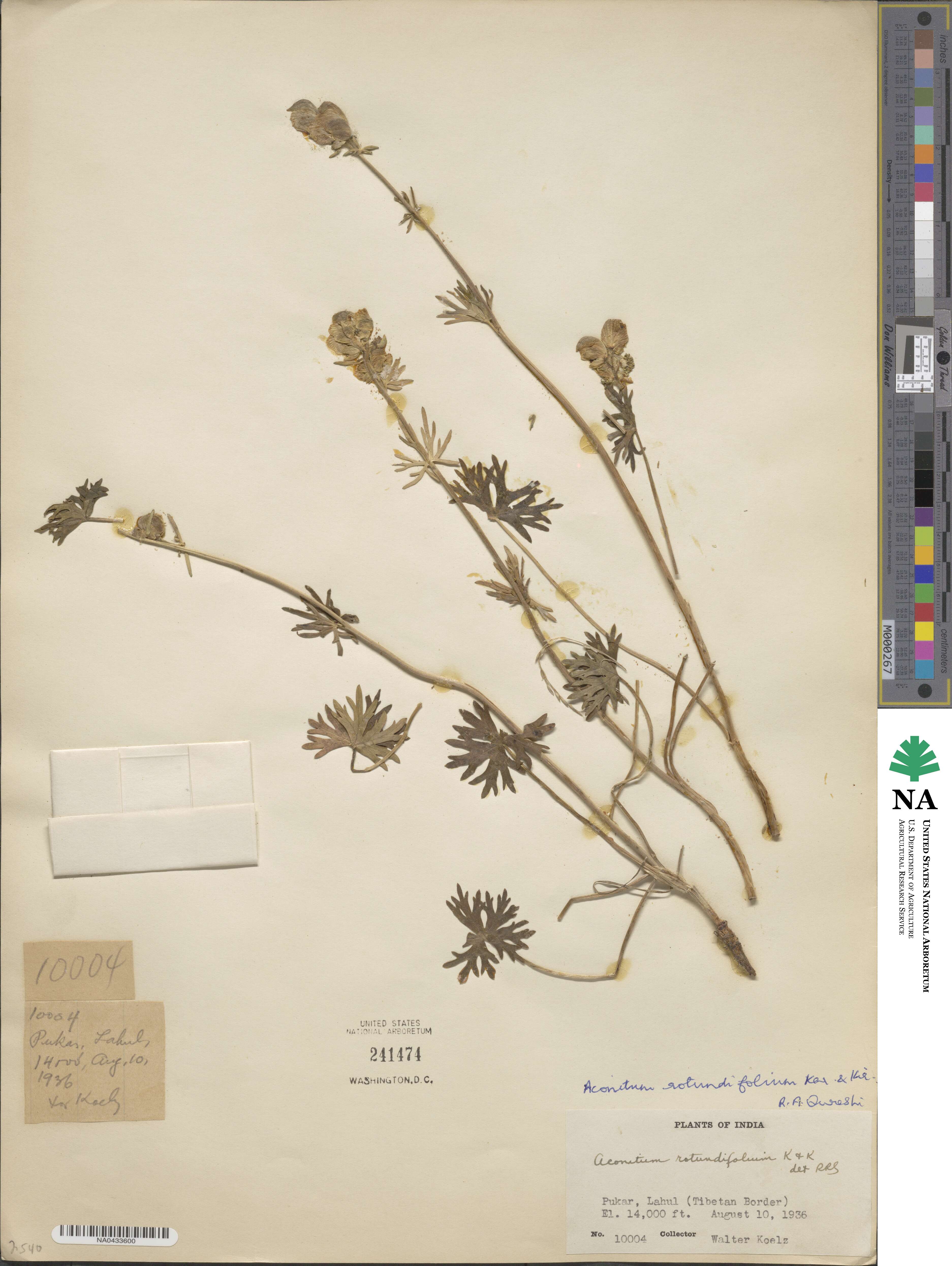 Aconitum image