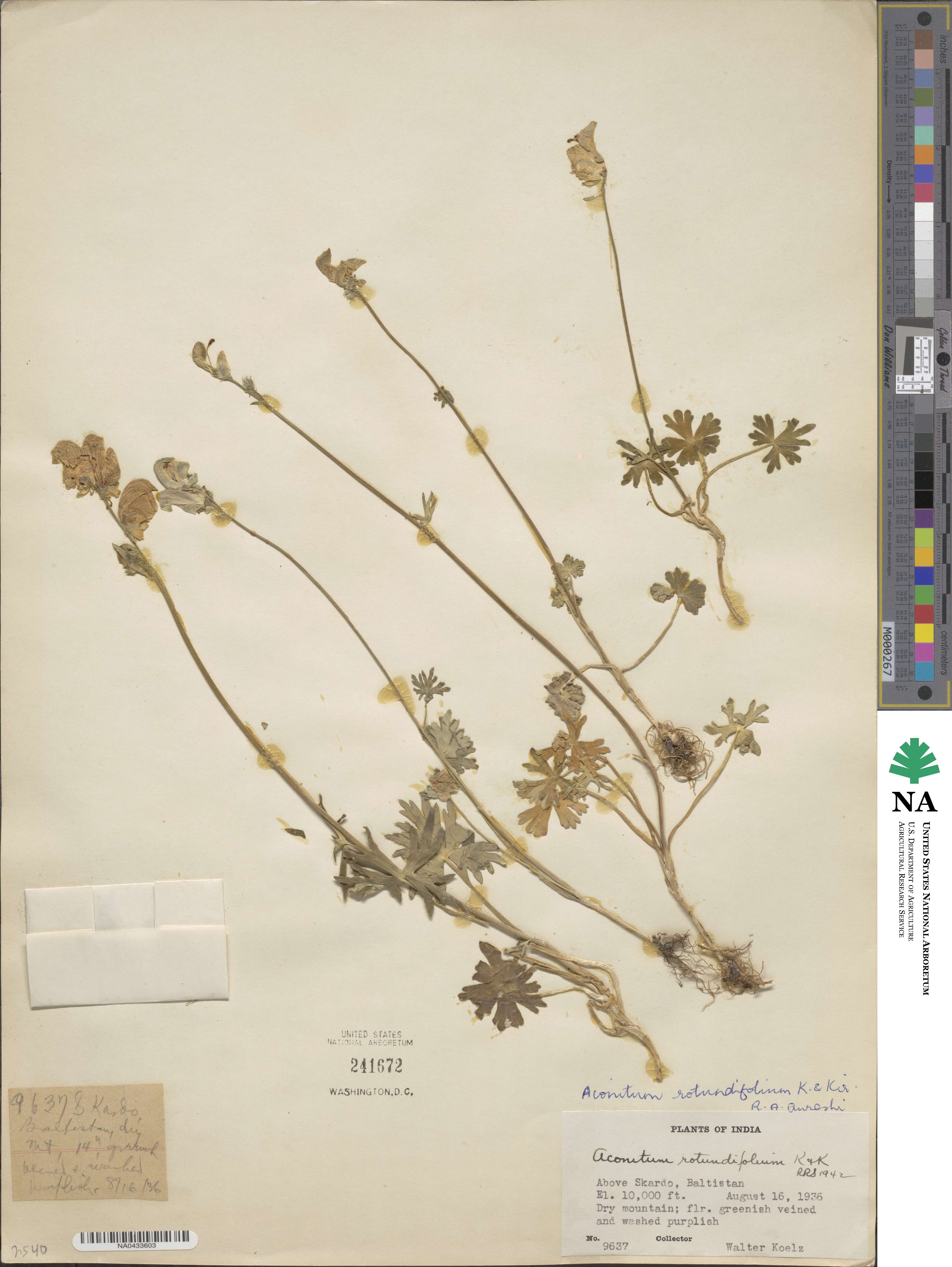 Aconitum image