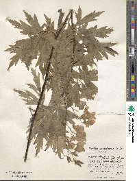 Image of Aconitum sachalinense