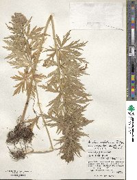 Aconitum sachalinense image