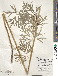 Aconitum sachalinense var. compactum image