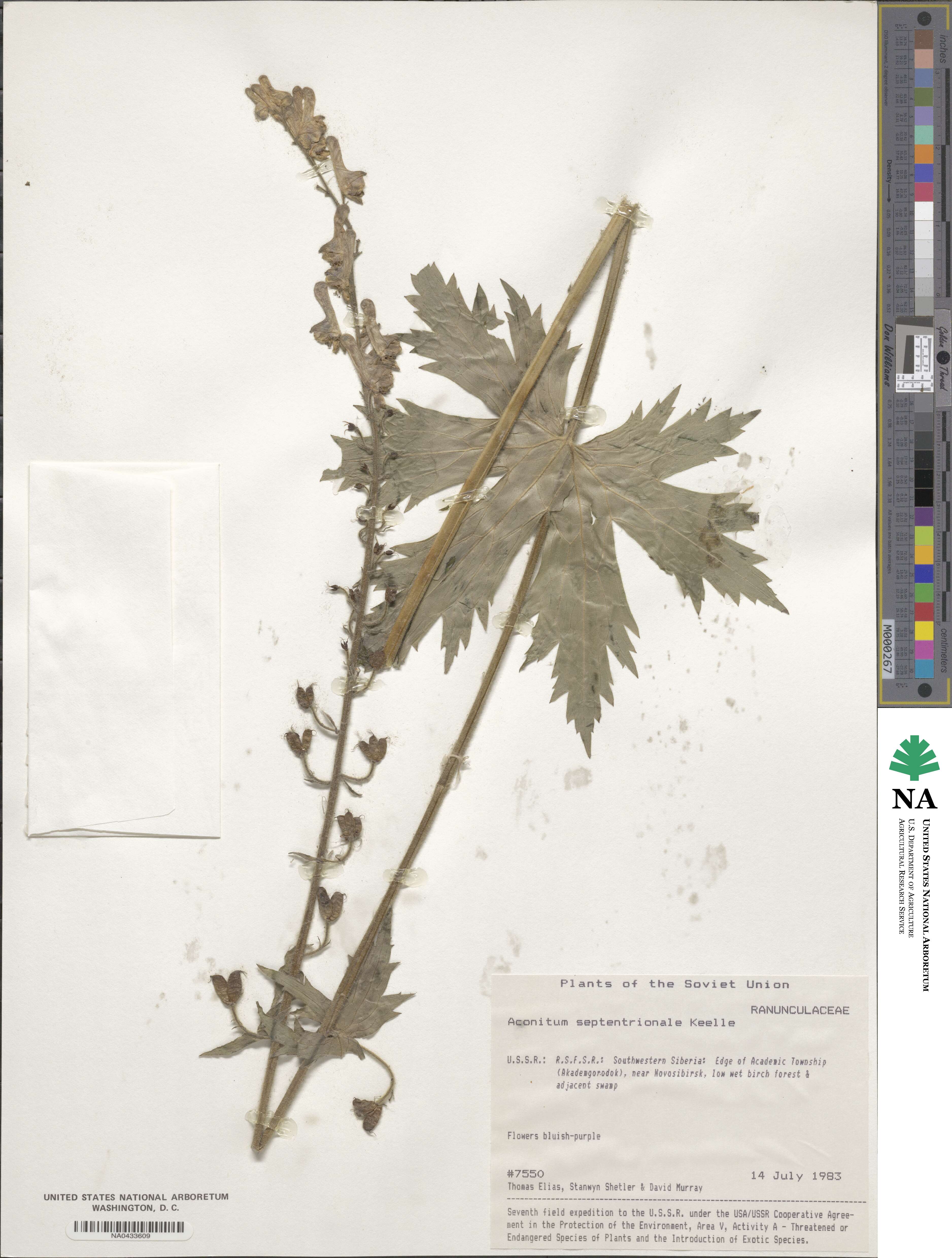 Aconitum septentrionale image