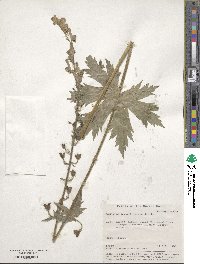 Aconitum septentrionale image