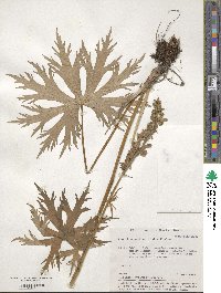 Aconitum septentrionale image