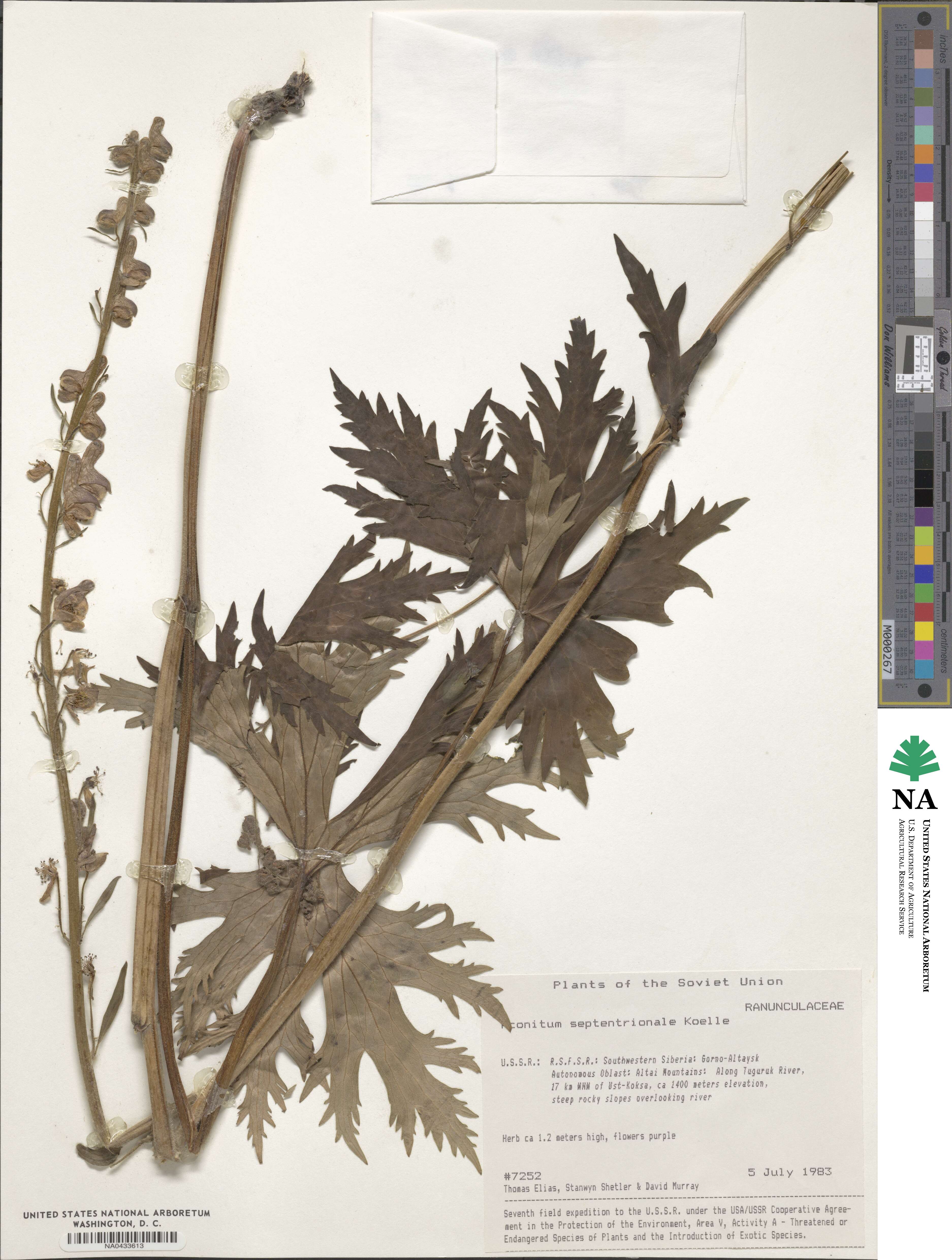 Aconitum septentrionale image