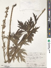 Aconitum septentrionale image