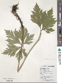 Aconitum jaluense image