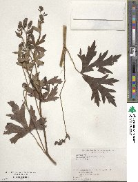 Aconitum japonicum image