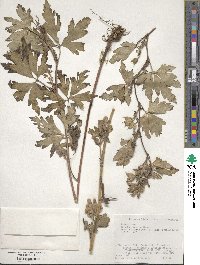 Aconitum japonicum image