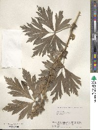 Aconitum japonicum image