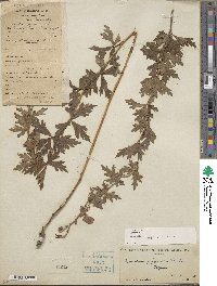 Aconitum japonicum image