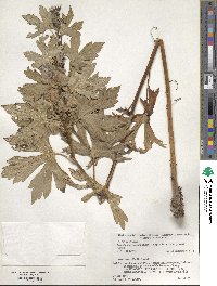 Aconitum japonicum subsp. subcuneatum image