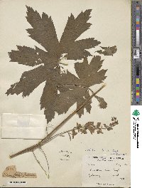 Image of Aconitum laeve