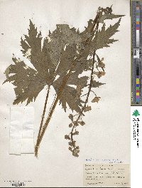 Aconitum laeve image