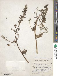 Aconitum laeve image