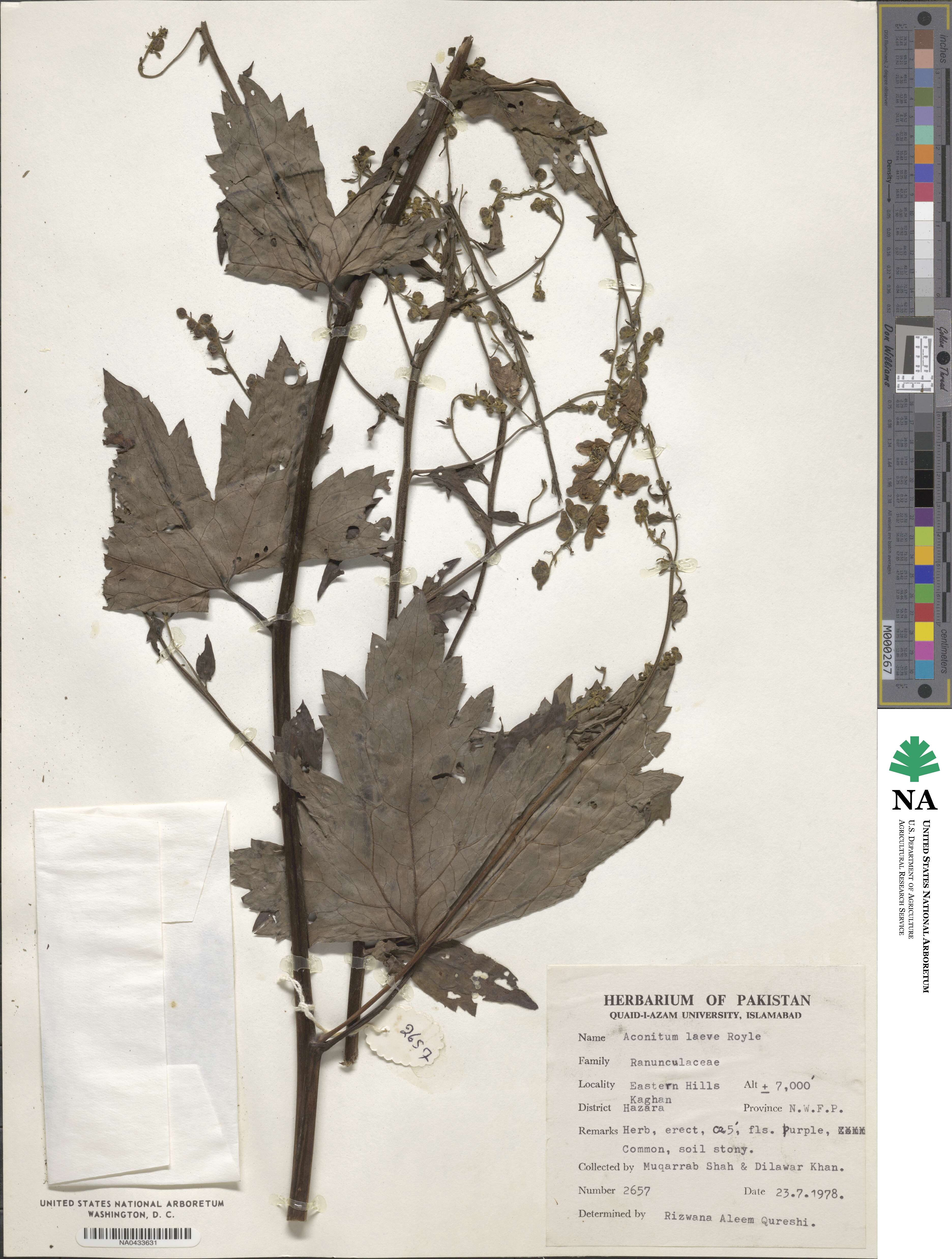 Aconitum laeve image