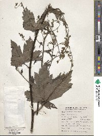 Aconitum laeve image