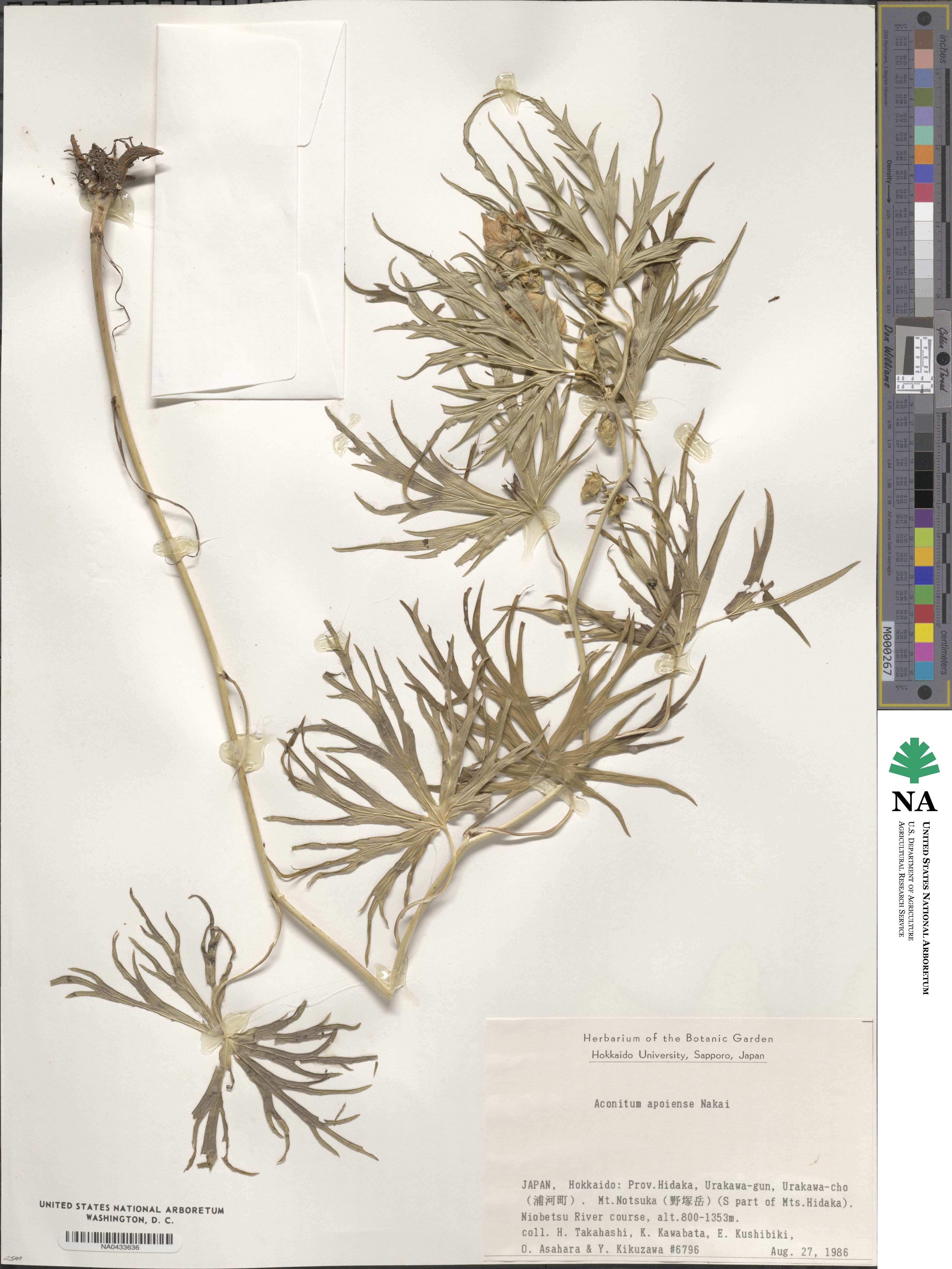 Aconitum yuparense var. apoiense image