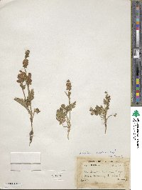 Image of Aconitum heterophyllum