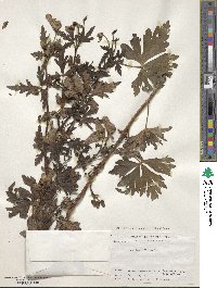 Aconitum japonicum image