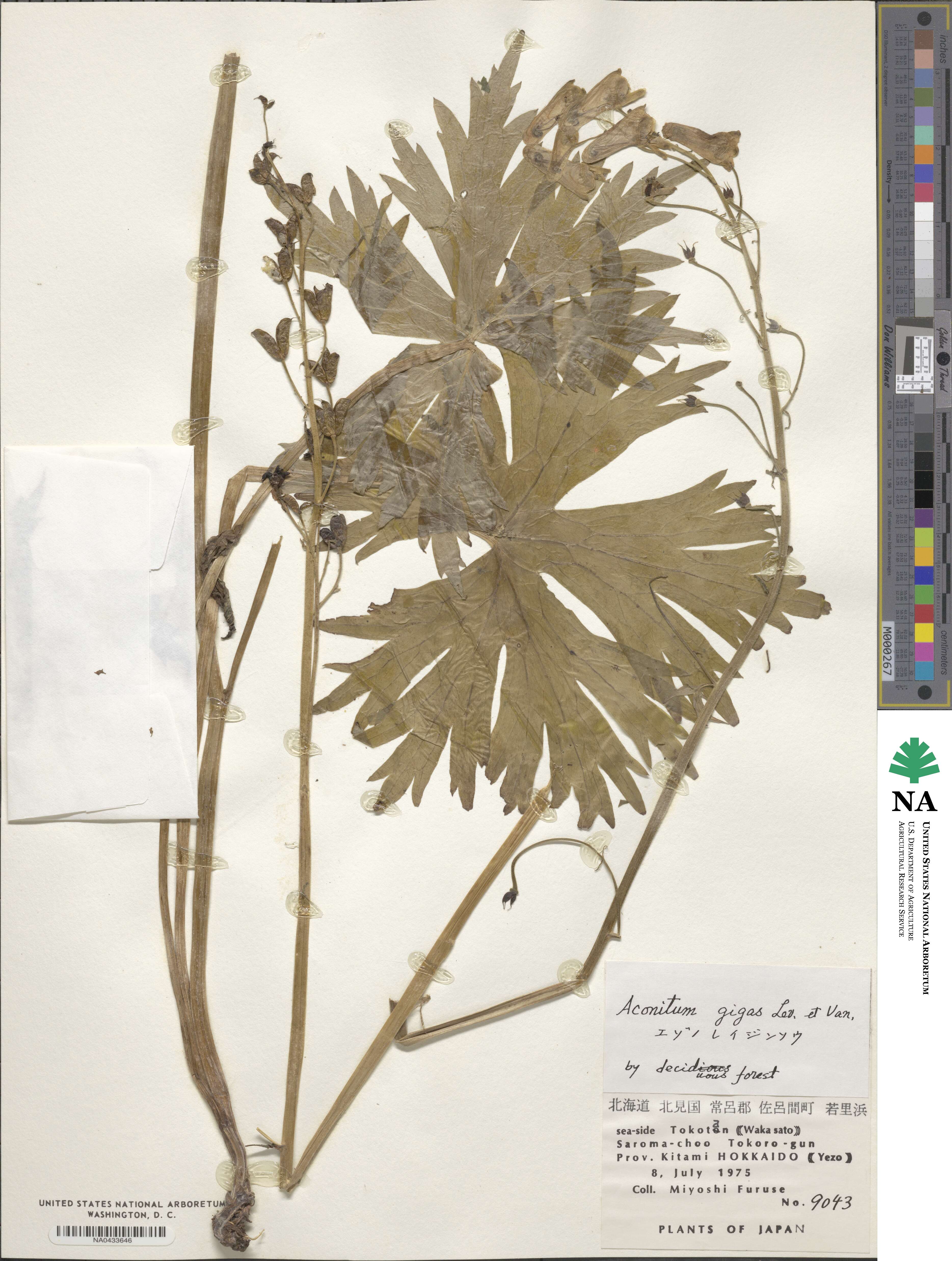 Aconitum gigas image