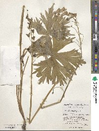 Aconitum gigas image