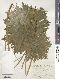 Aconitum gigas image