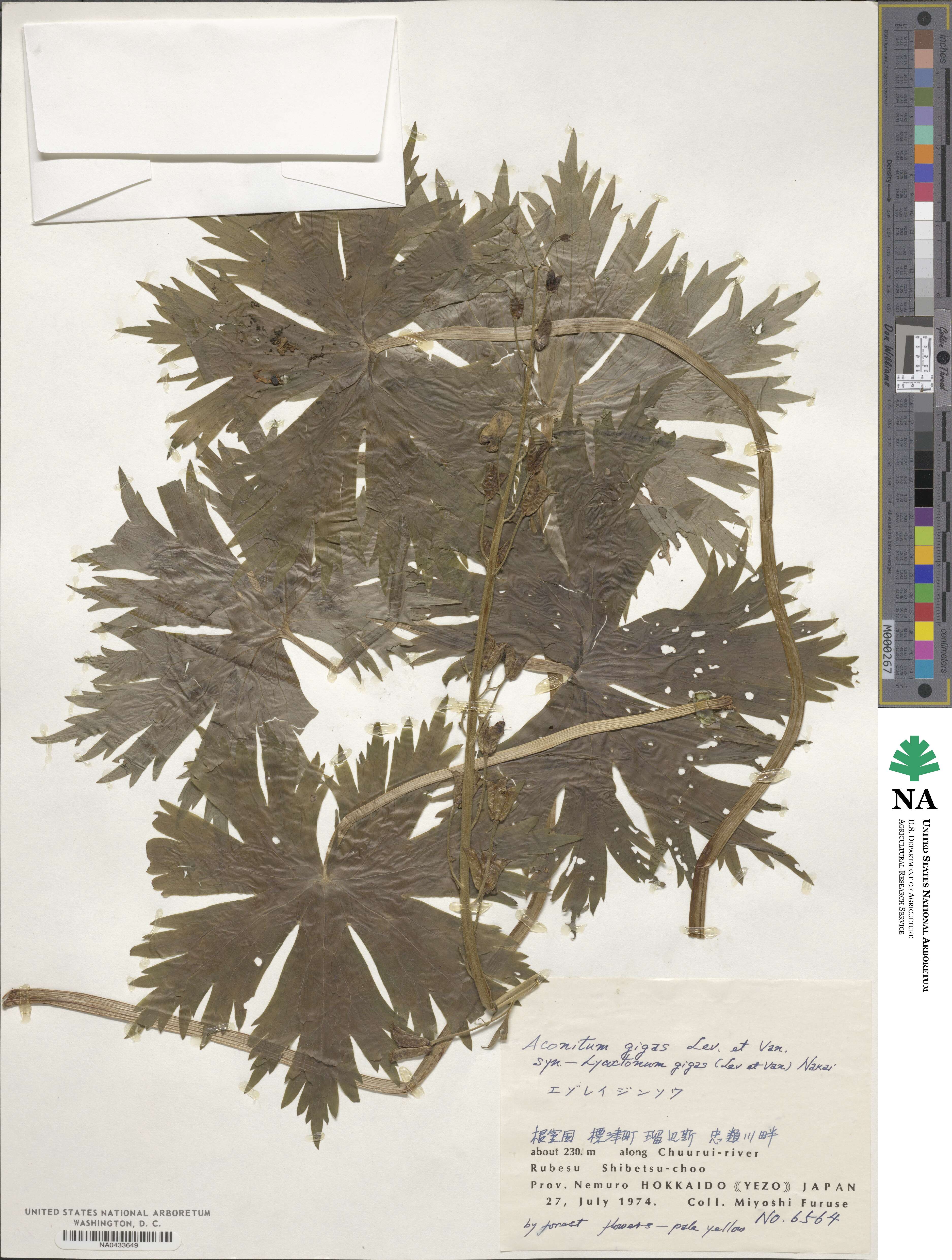Aconitum gigas image