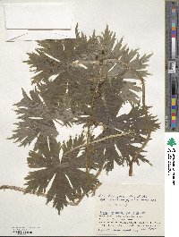 Aconitum gigas image