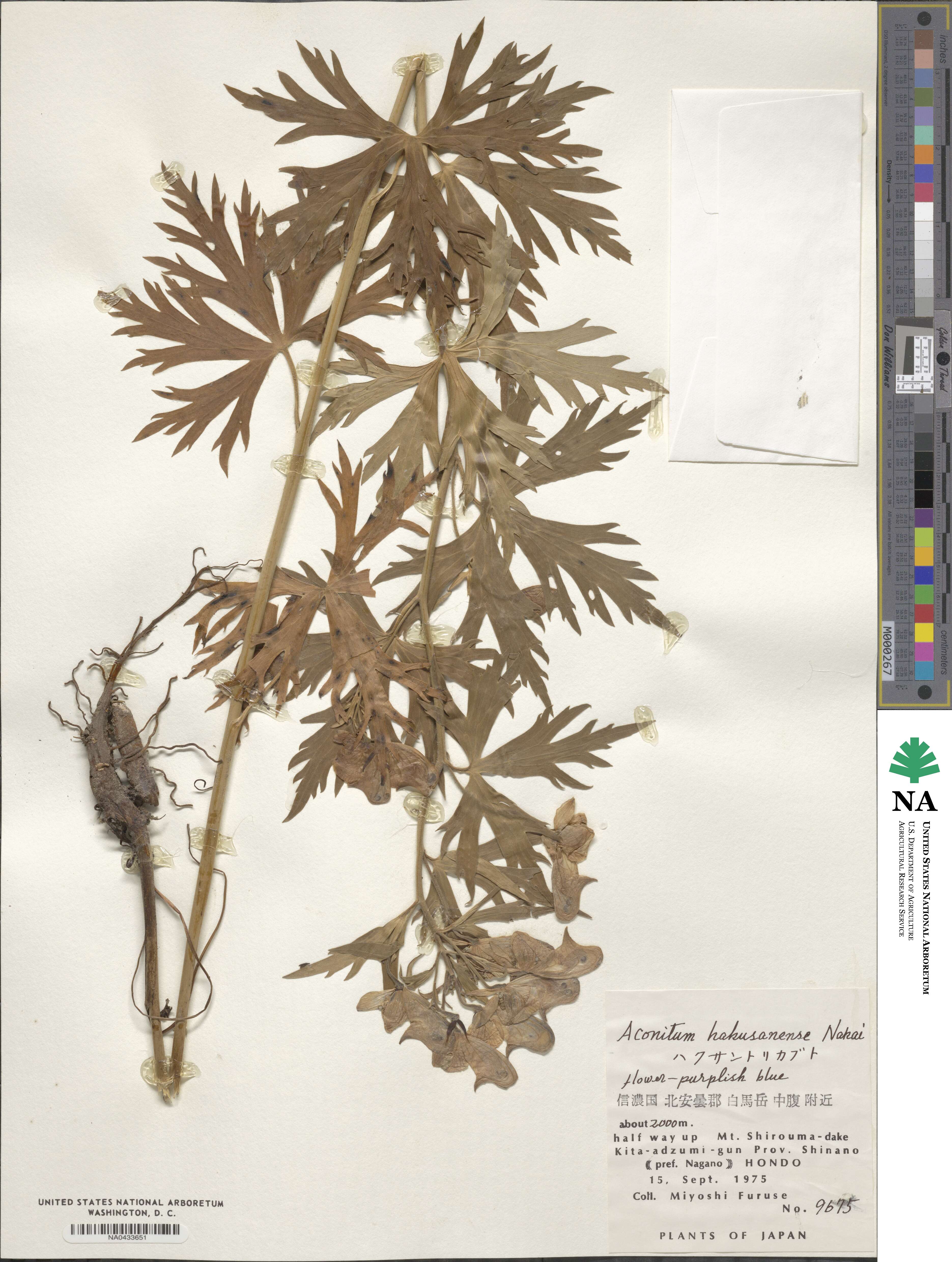 Aconitum japonicum subsp. japonicum image