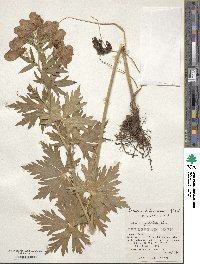 Aconitum japonicum image