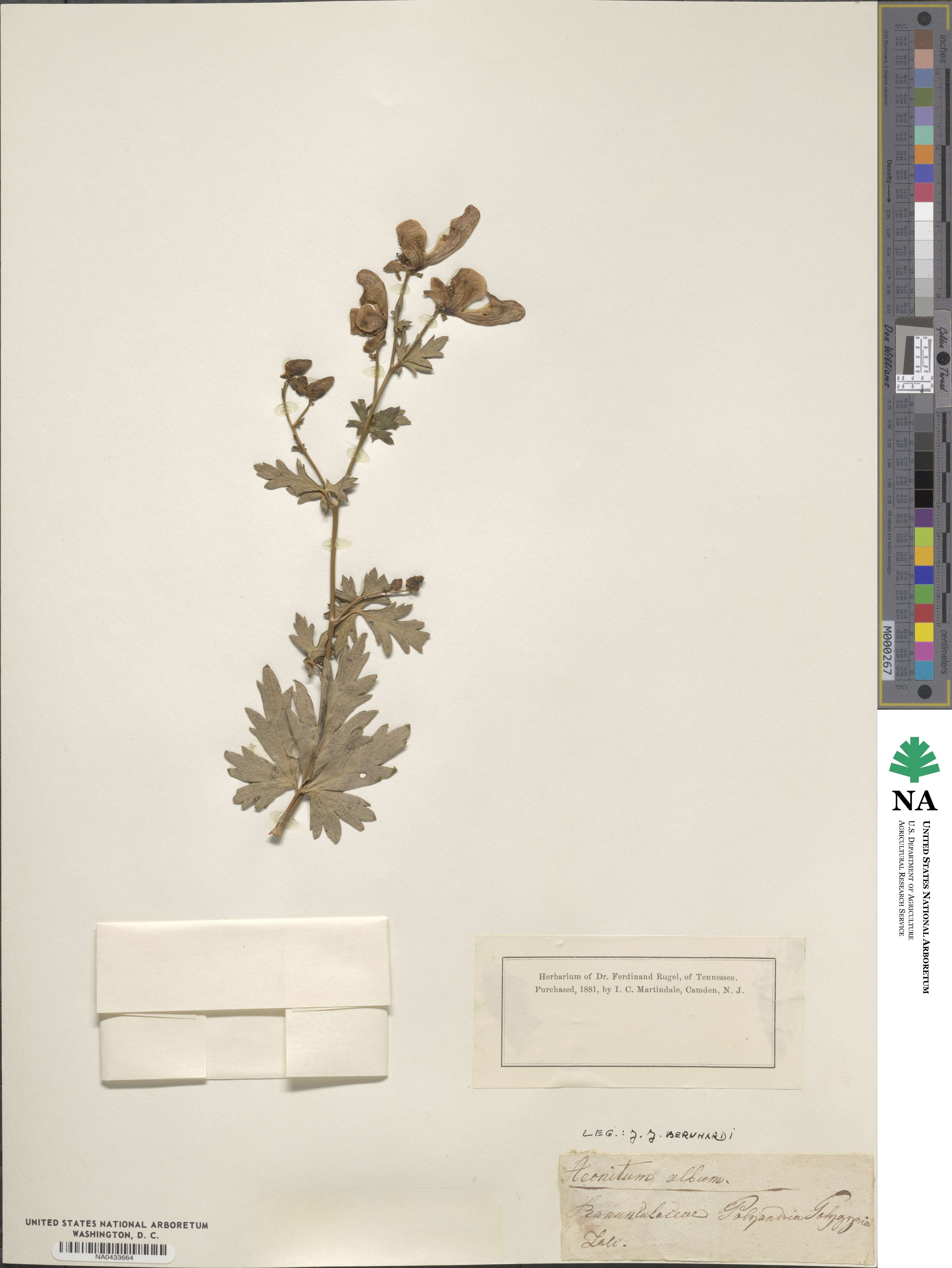 Aconitum variegatum subsp. variegatum image