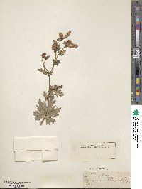 Aconitum variegatum image