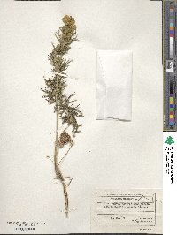 Aconitum anthora image