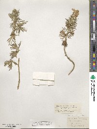 Aconitum anthora image