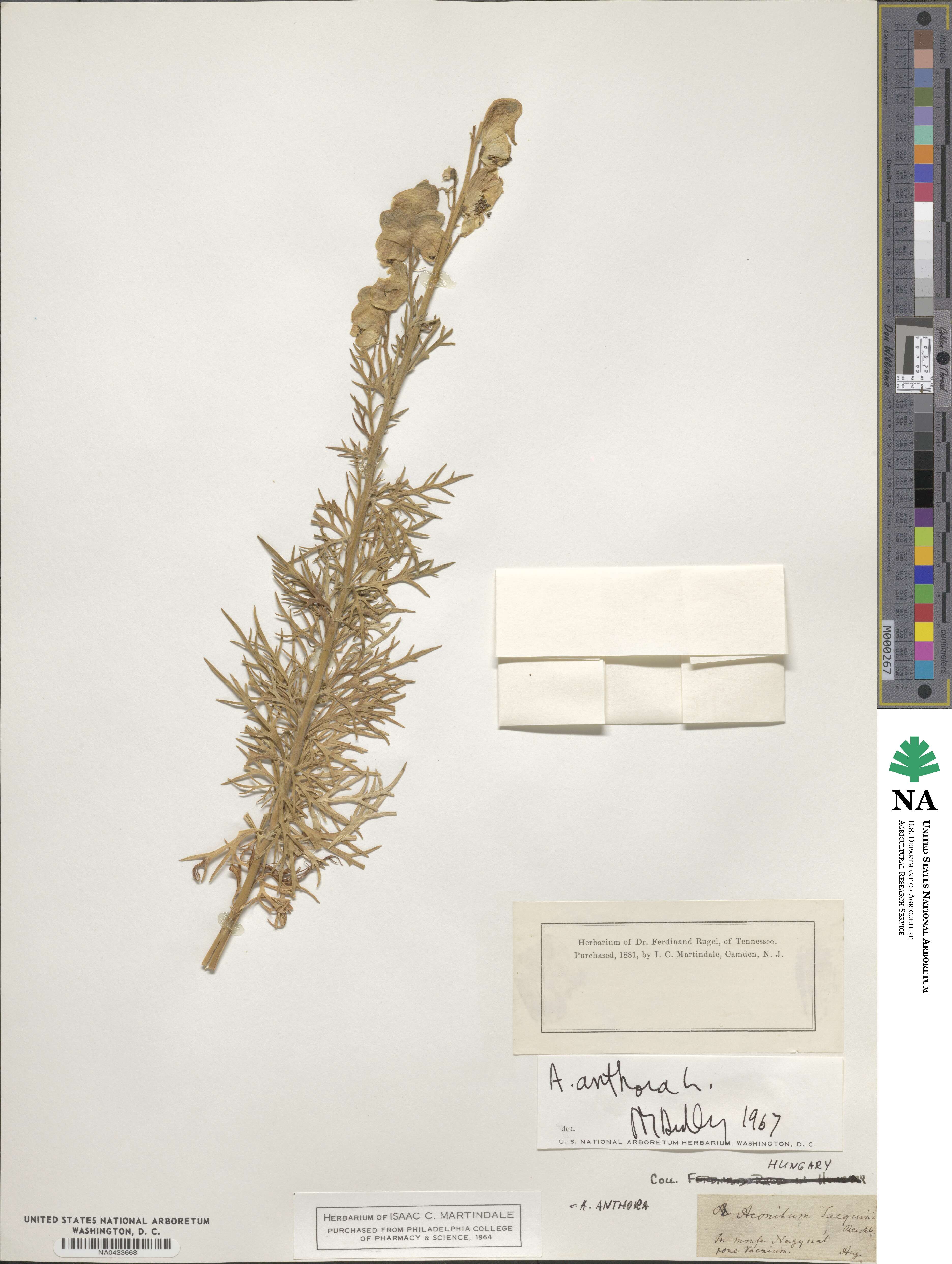 Aconitum anthora image